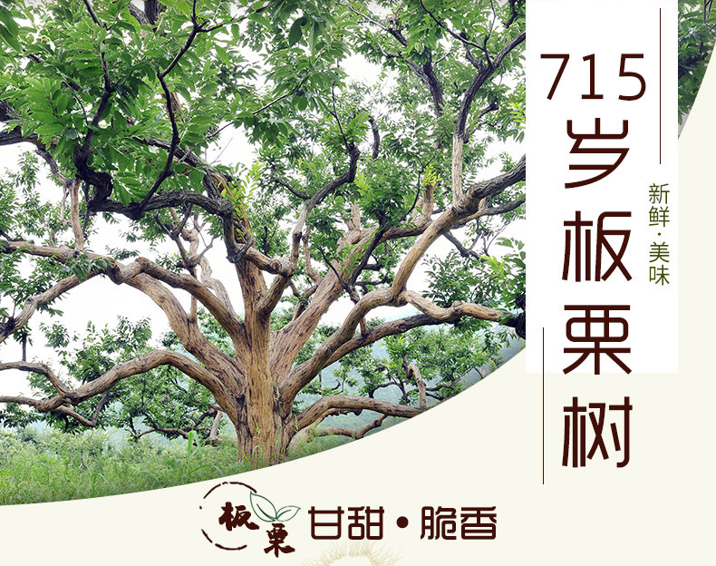 神栗715年树龄栗树王板栗 有机宽城鲜板栗2斤 燕山板栗